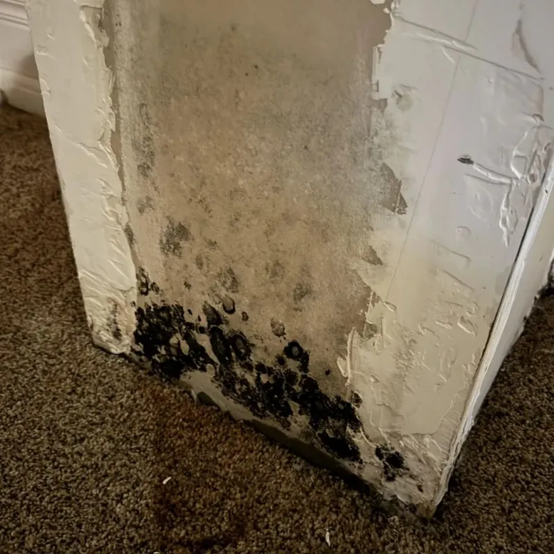 Professional Mold Removal in Lebanon, OR